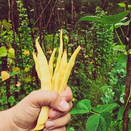 плави вајат