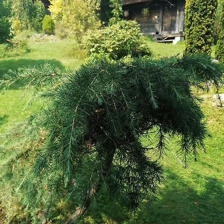 плави вајат * Gornje Leskovice