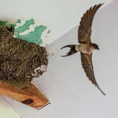 плави вајат