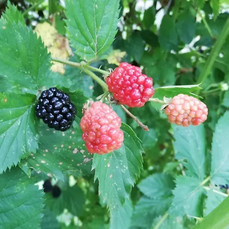 плави вајат בית נופש Gornje Leskovice