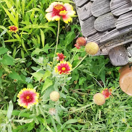 плави вајат *