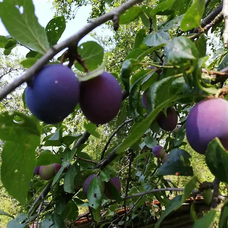 плави вајат Gornje Leskovice