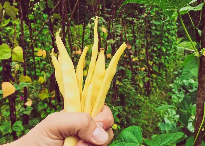 плави вајат