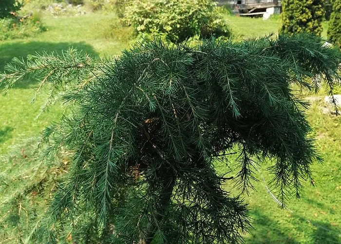 плави вајат * Gornje Leskovice