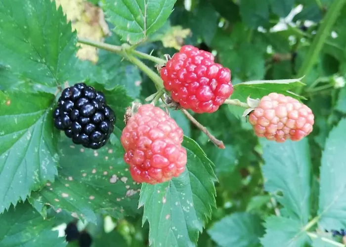 плави вајат Tatil Evi Gornje Leskovice