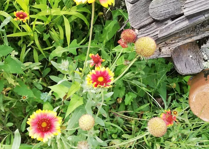 плави вајат *