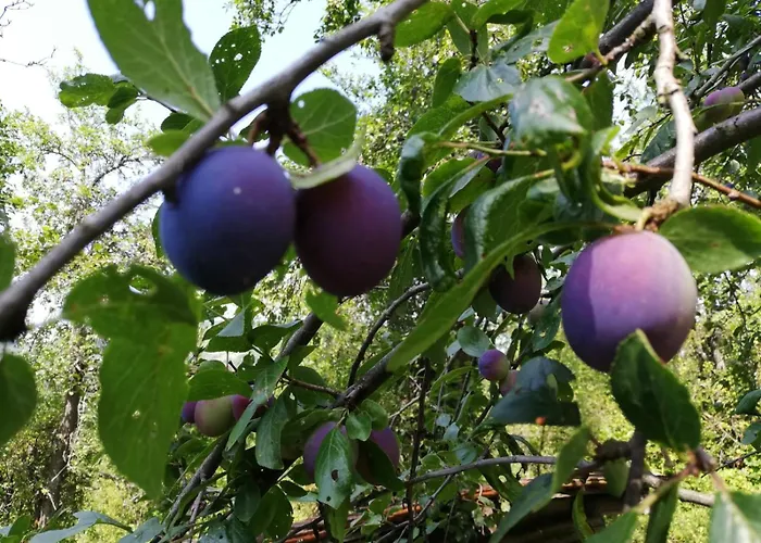 плави вајат Gornje Leskovice